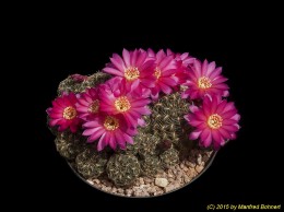 Sulcorebutia steinbachii v. steinbachii G30-11 2195